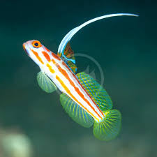 Yashia Goby