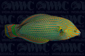 Dusky Margined Wrasse
