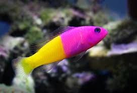 Bicolor pseudo