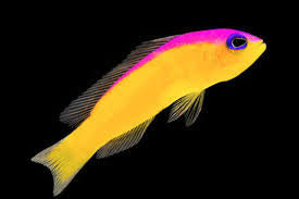 Diadema Pseudochromis