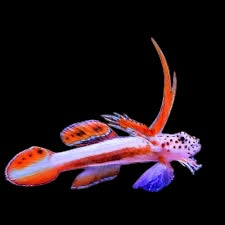 Flaming Prawn Goby