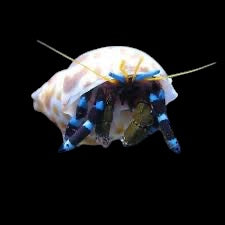 Neon Blue Stripe Hermit Crab