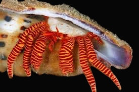 Orange Leg Hermit Crab