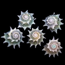 Ninja Star Snail