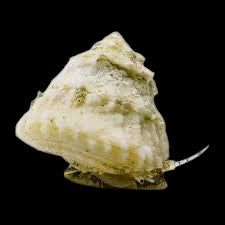 Astraea Turbo Snail