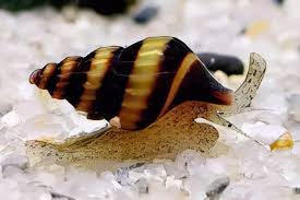 Bumblebee snail
