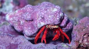 Scarlet Hermit crab