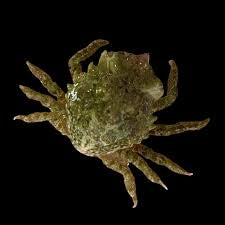 Pithos crab