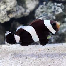 Black Saddle Clownfish