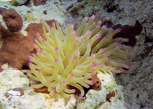 Condylactus Anemone