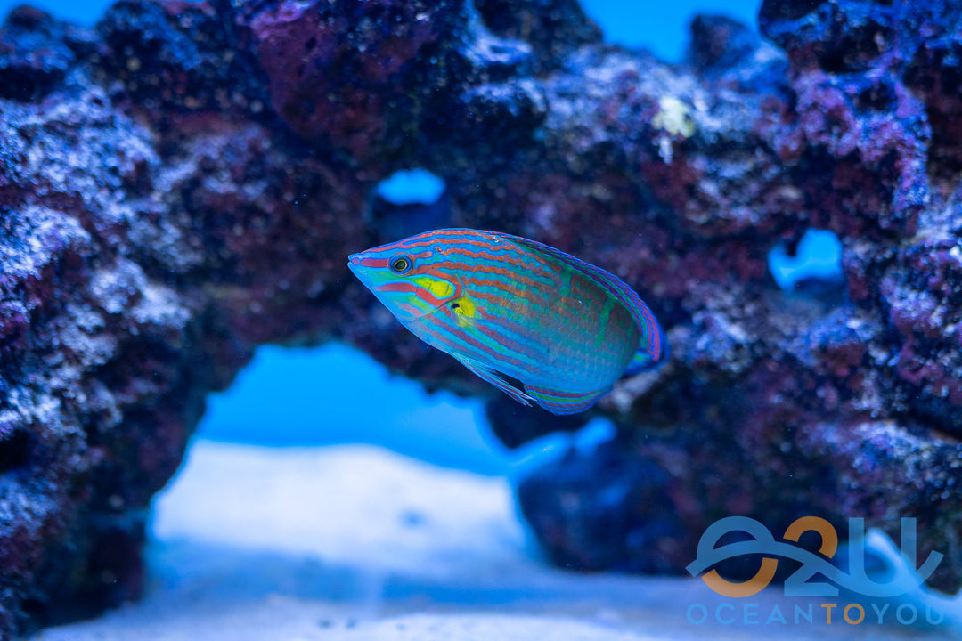Melanurus Wrasse - Male
