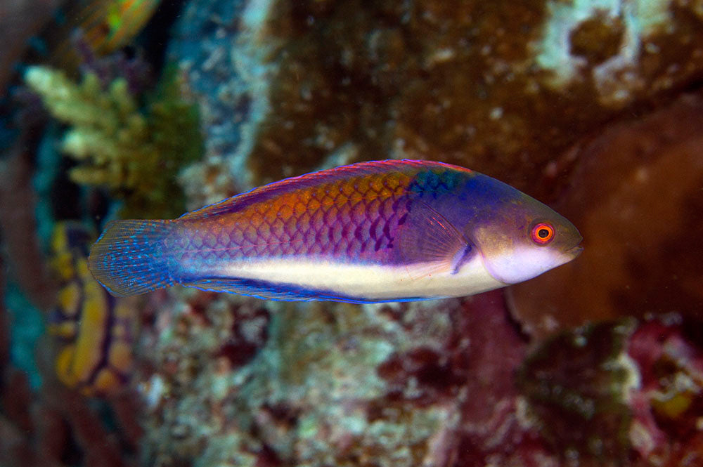 Redfin Fairy Wrasse