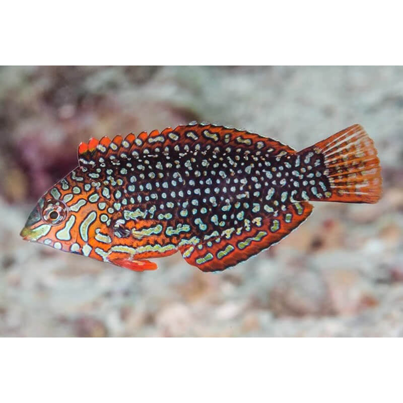 Ornate Leopard Wrasse