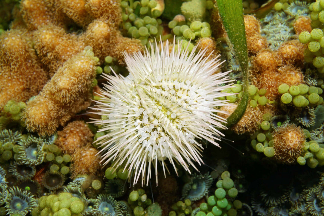 Pin Cushion Urchin (Lytechinus Variegatus)
