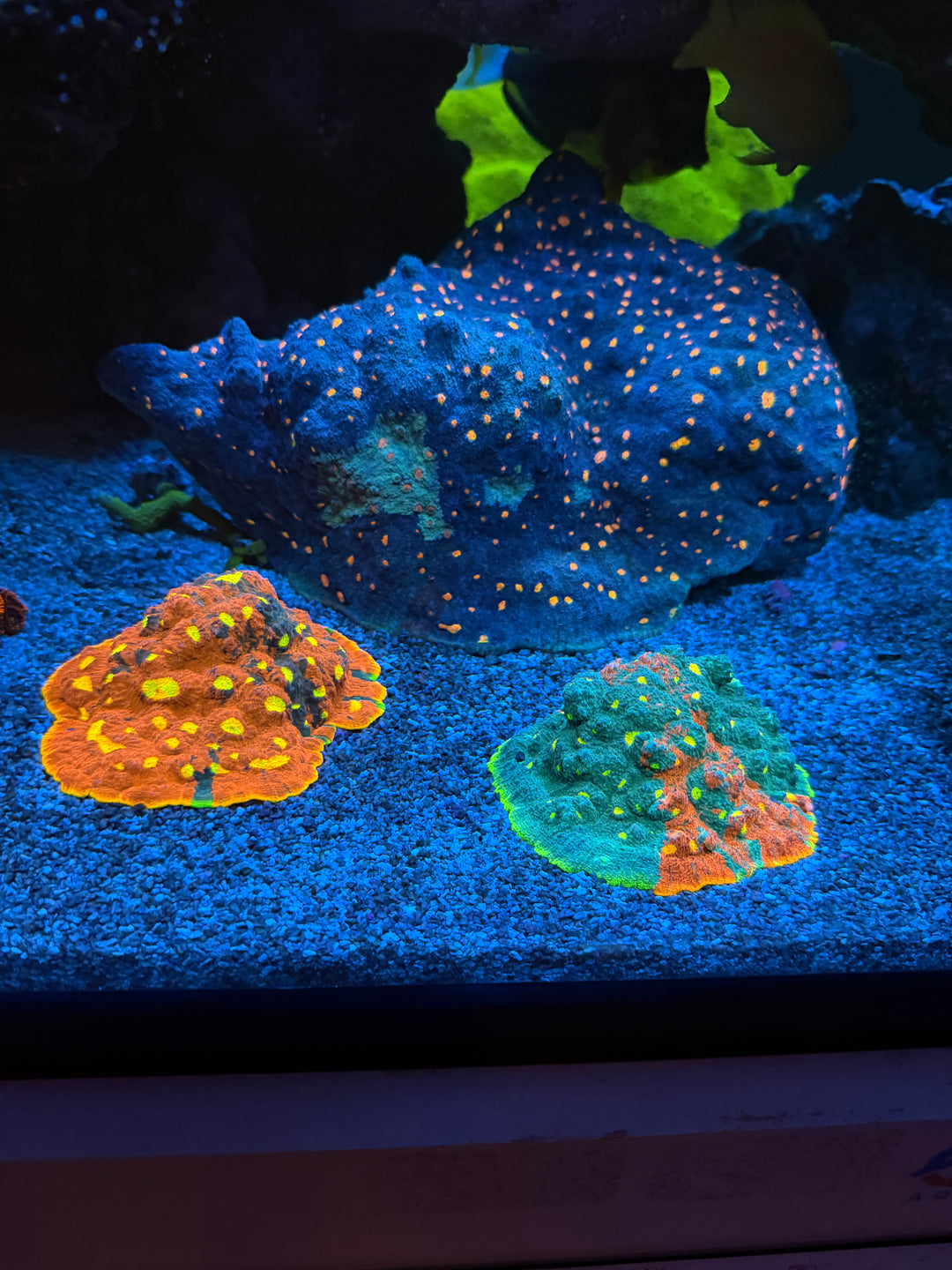 O2U Jelly Bean Chalice - XXL Colony - 60 Eyes - WYSIWYG