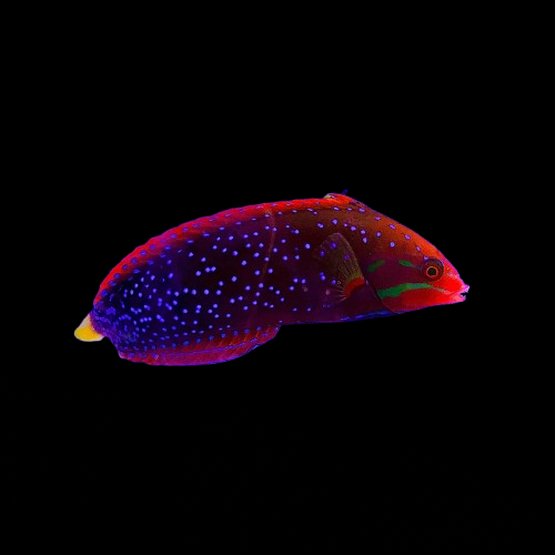 Red Coris Wrasse; Fiji Adult