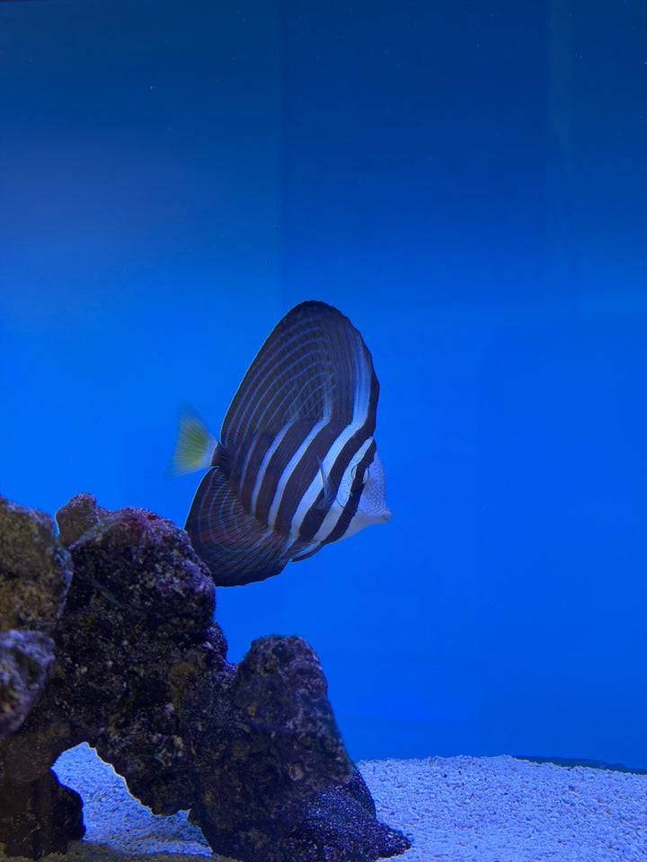 Sailfin Tang