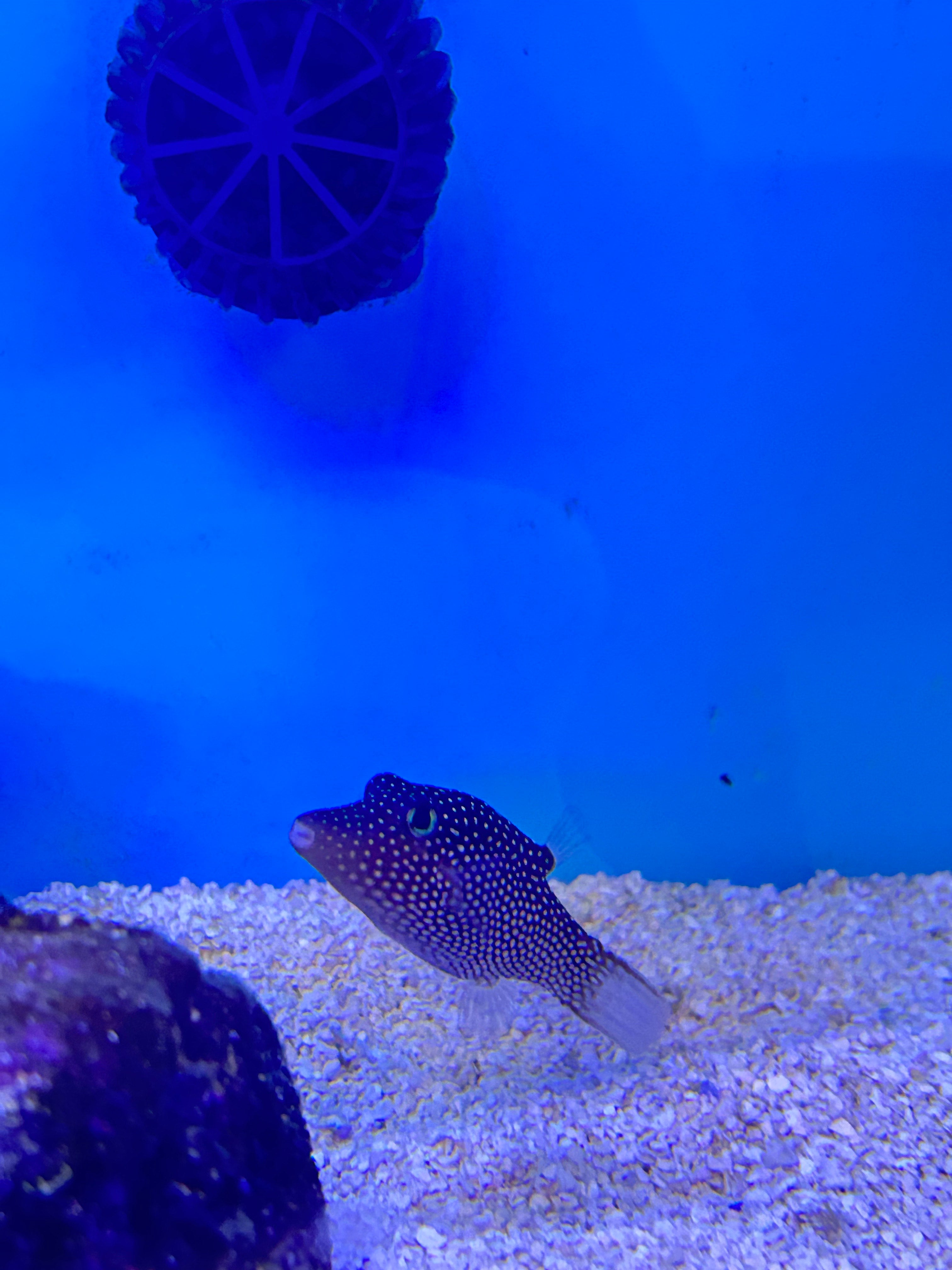 Spotted Puffer - Canthigaster Jactator