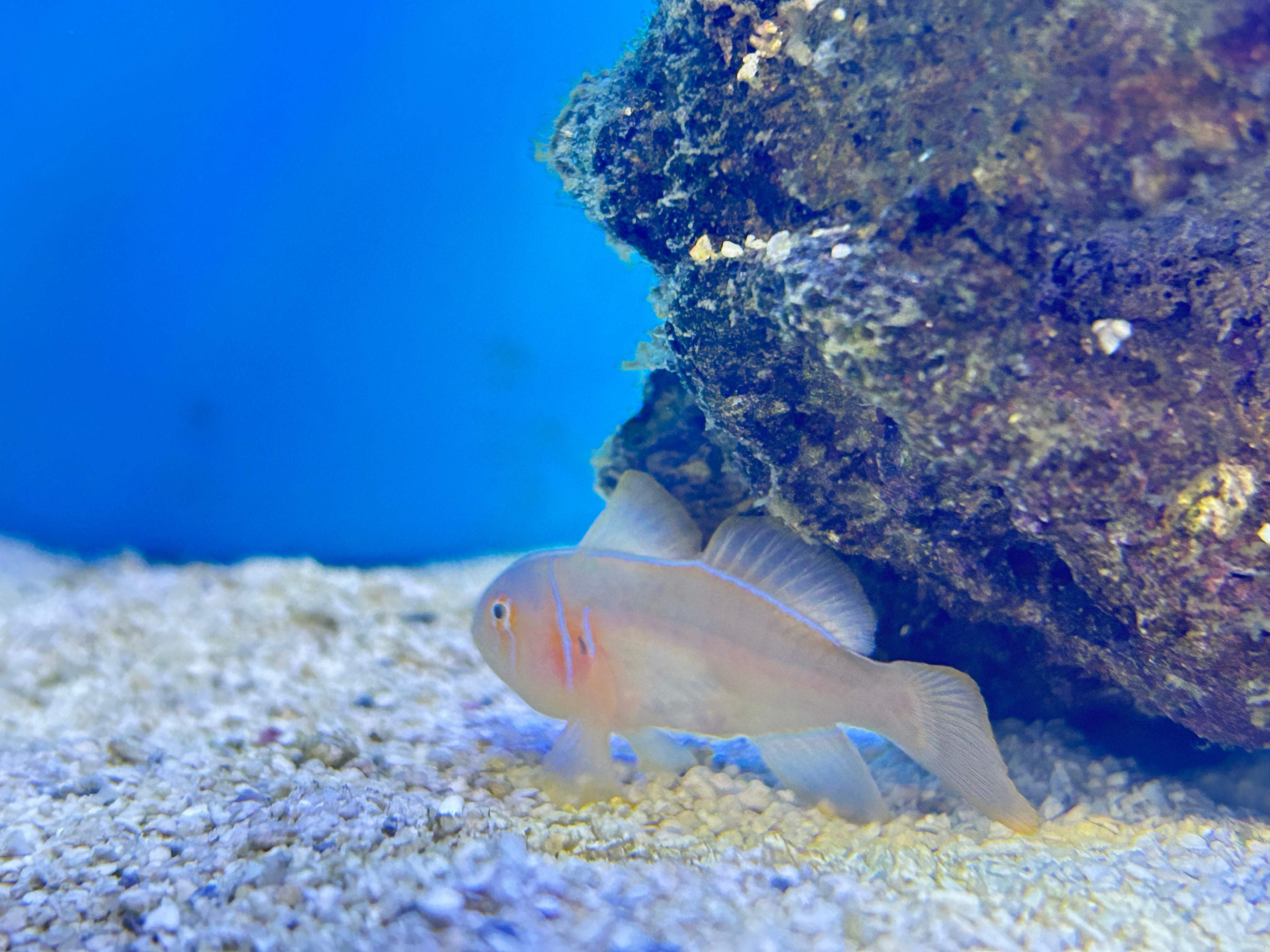 Citron Clown Goby- Gobiodon Citrinus