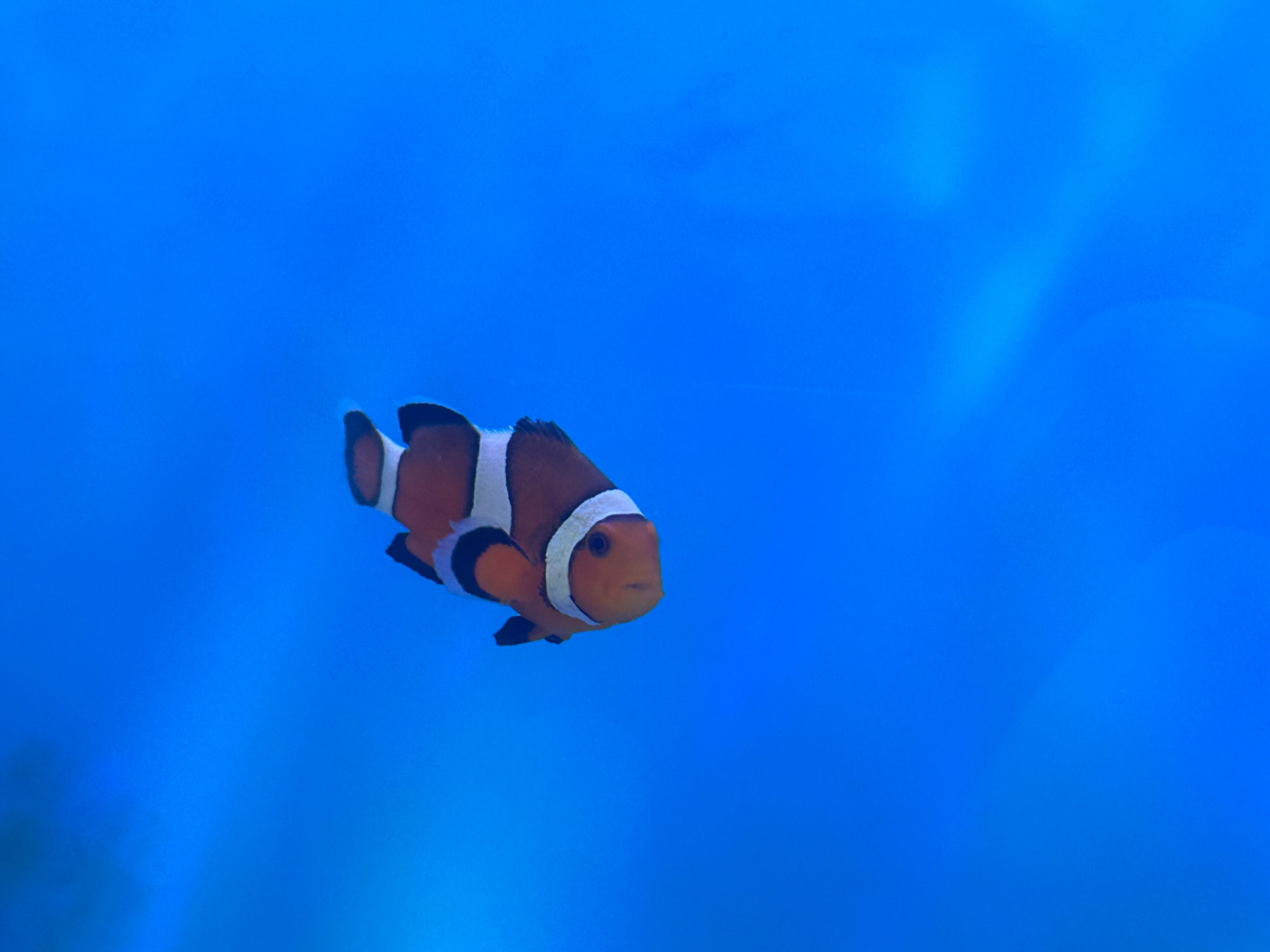 Captive Bred Ocellaris Clownfish