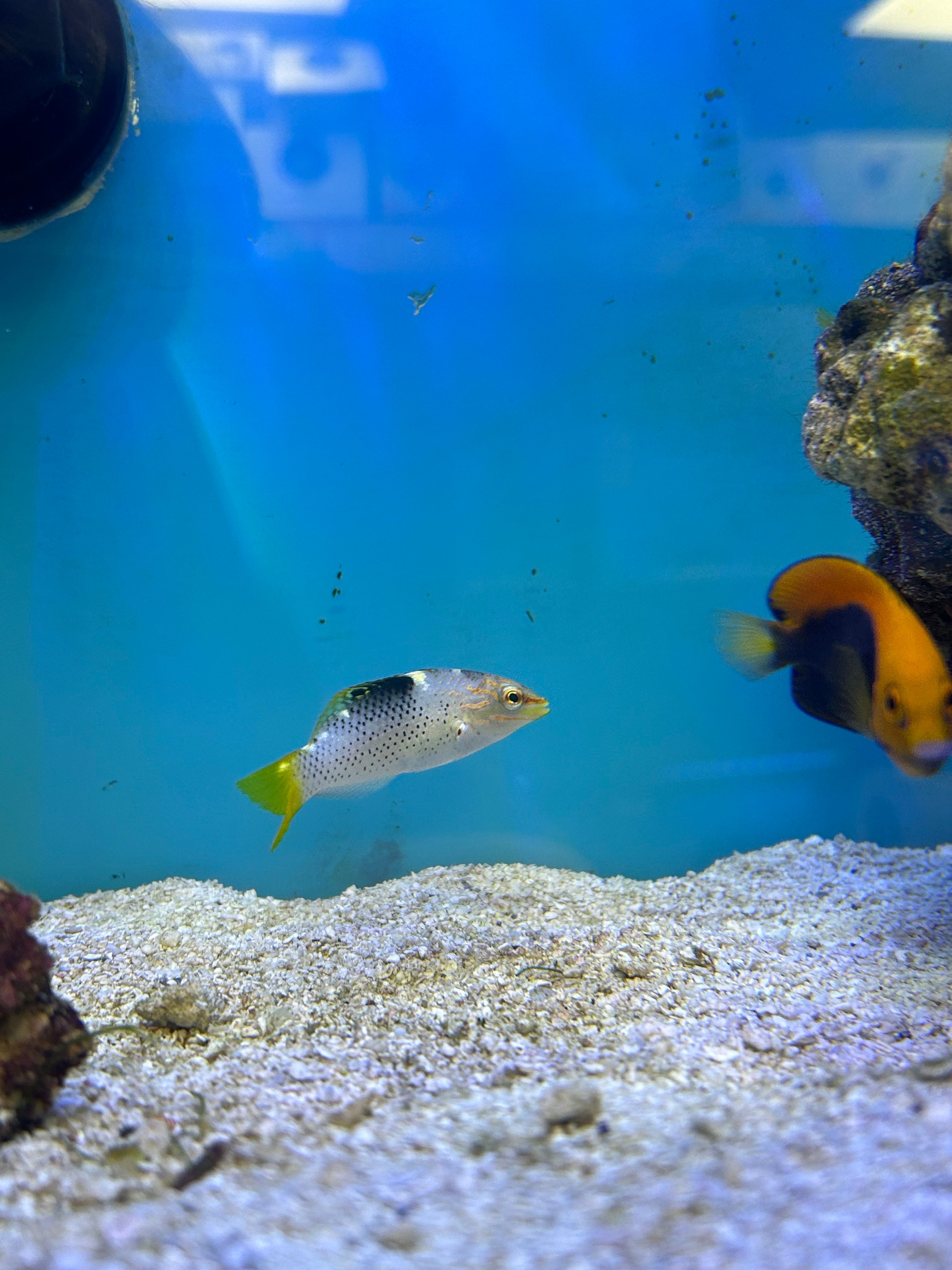 Marbled wrasse