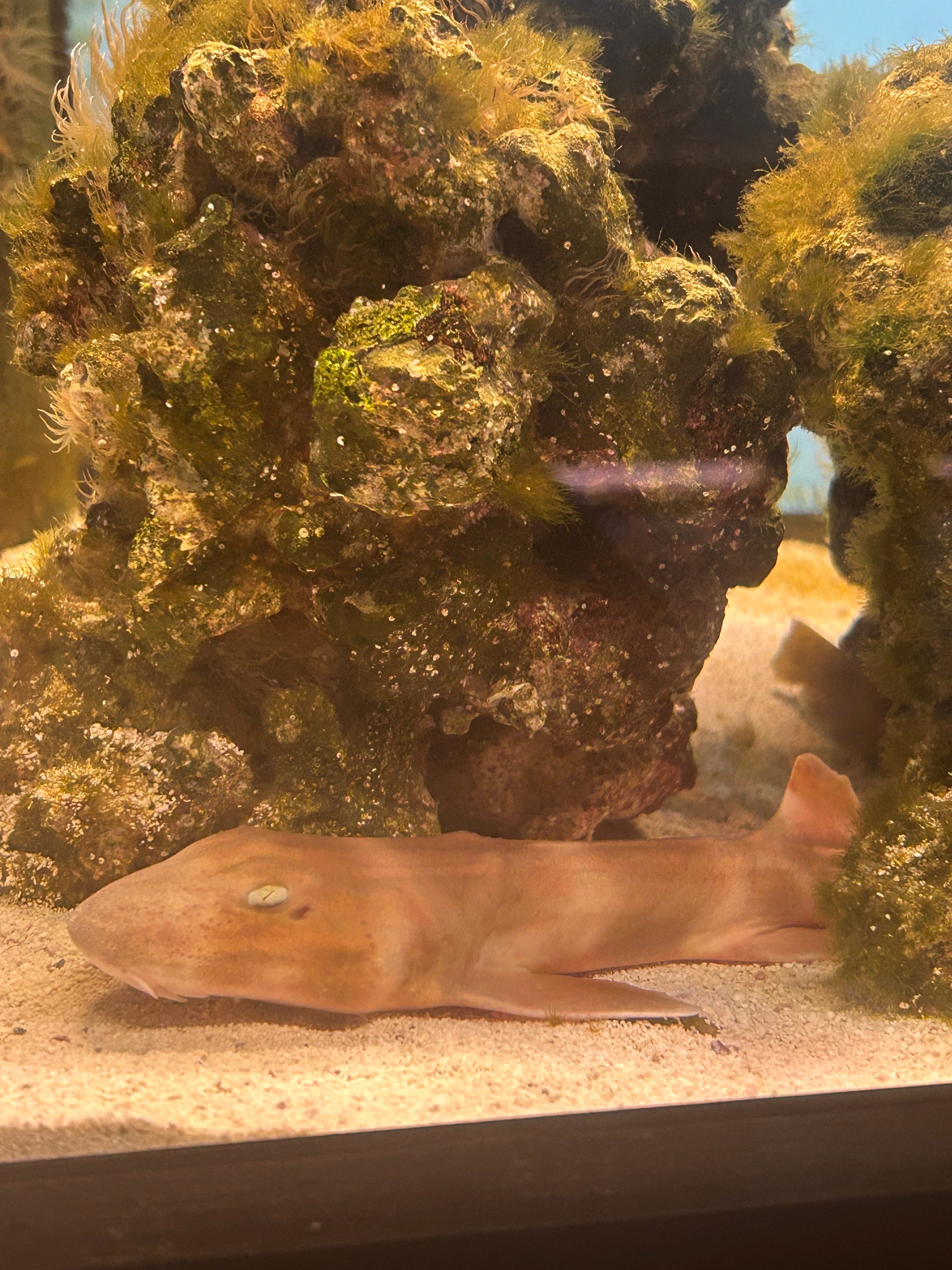 Bamboo Cat Shark