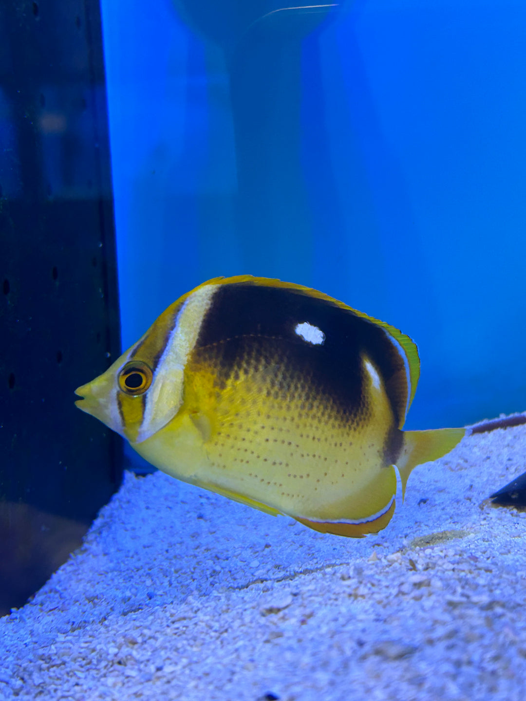 Four Spot Butterflyfish- Chaetodon quadrimaculatus