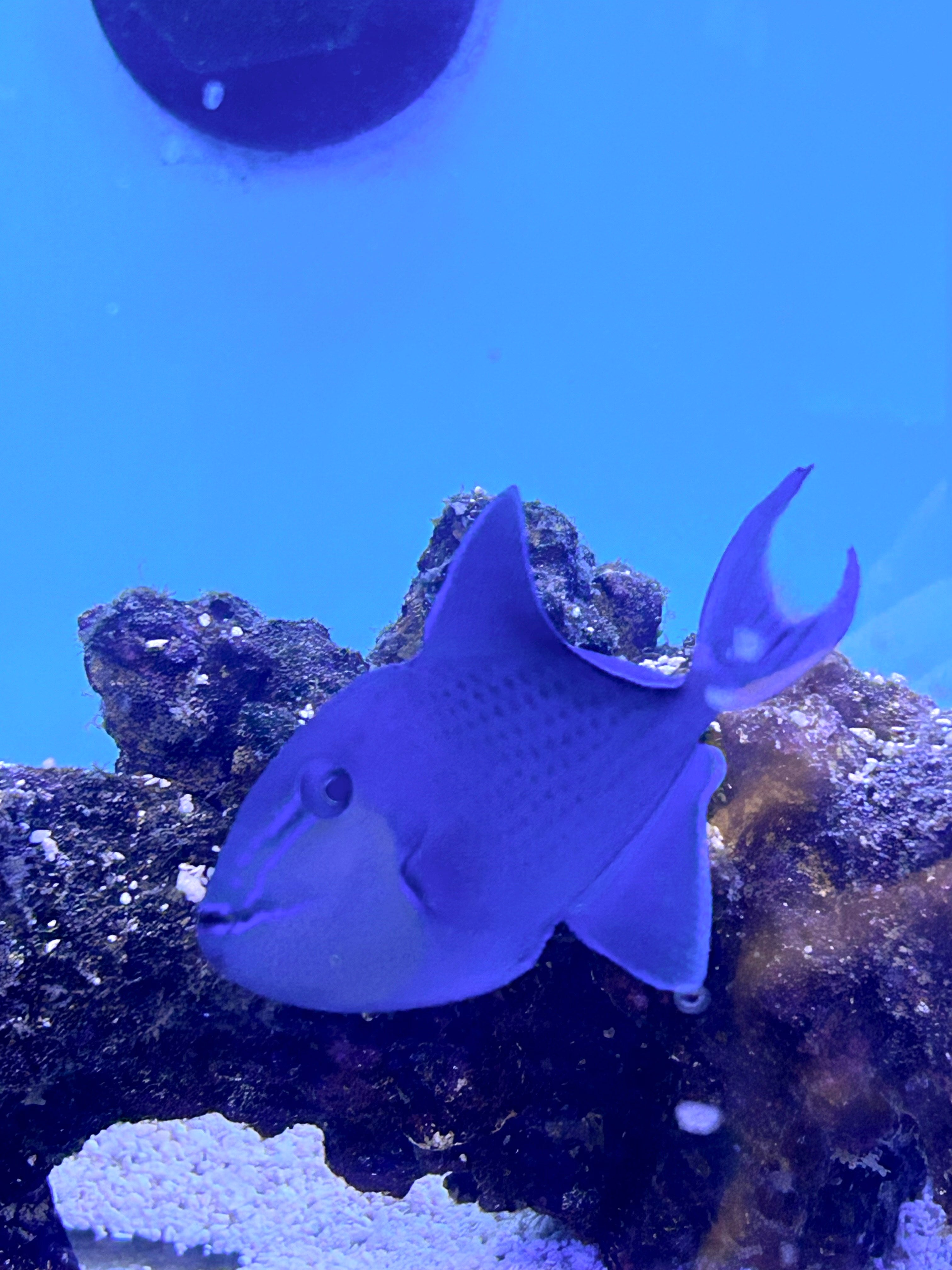 Niger Triggerfish