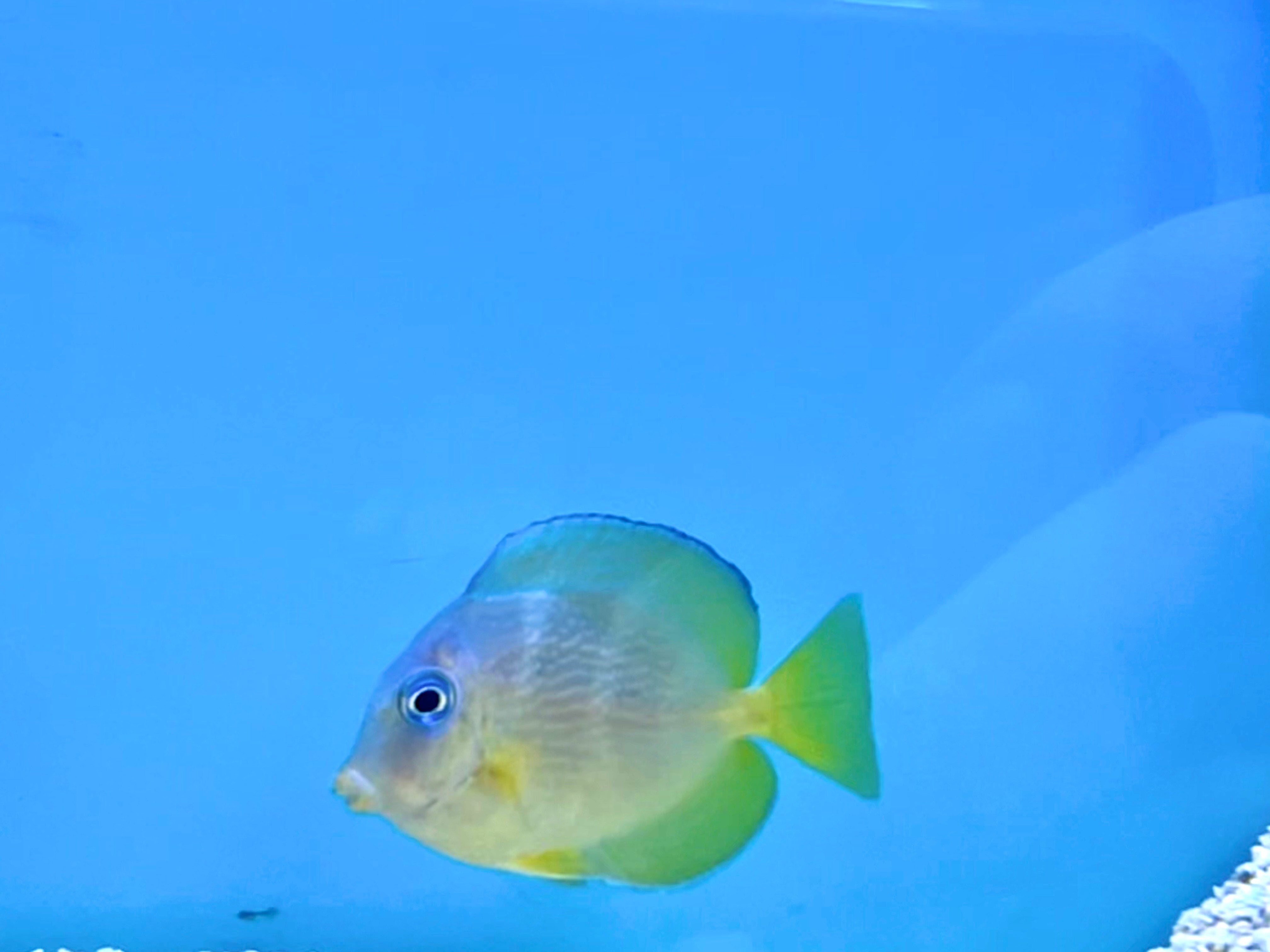 Atlantic Blue Tang Juv.