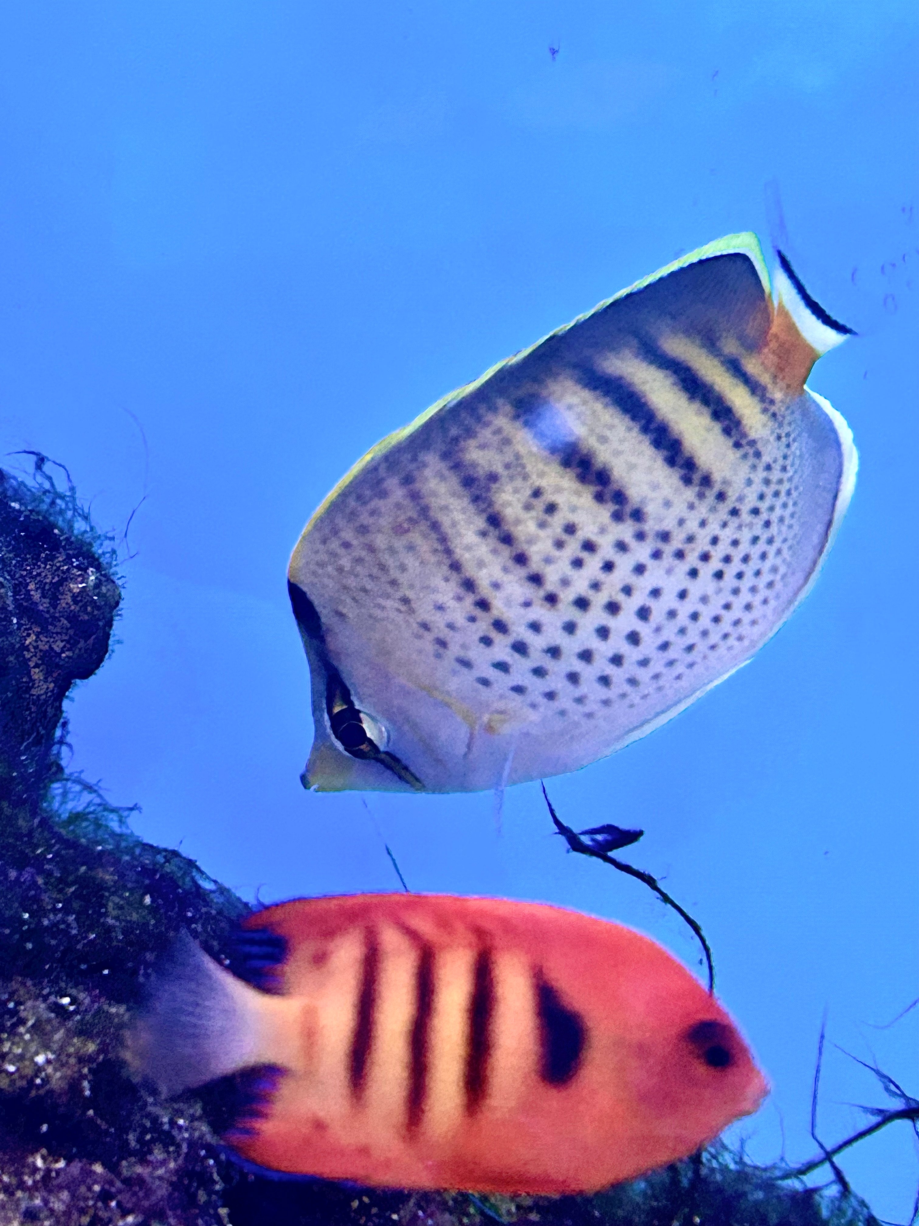 Punctato butterfly-Chaetodon punctatofasciatus