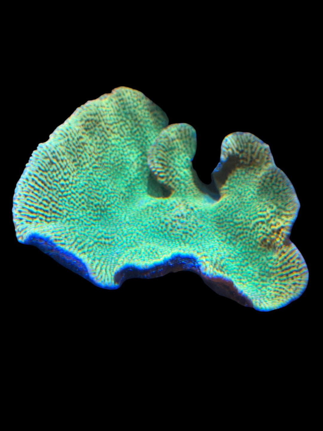 Beach Bum Montipora - Colony - WYSIWYG