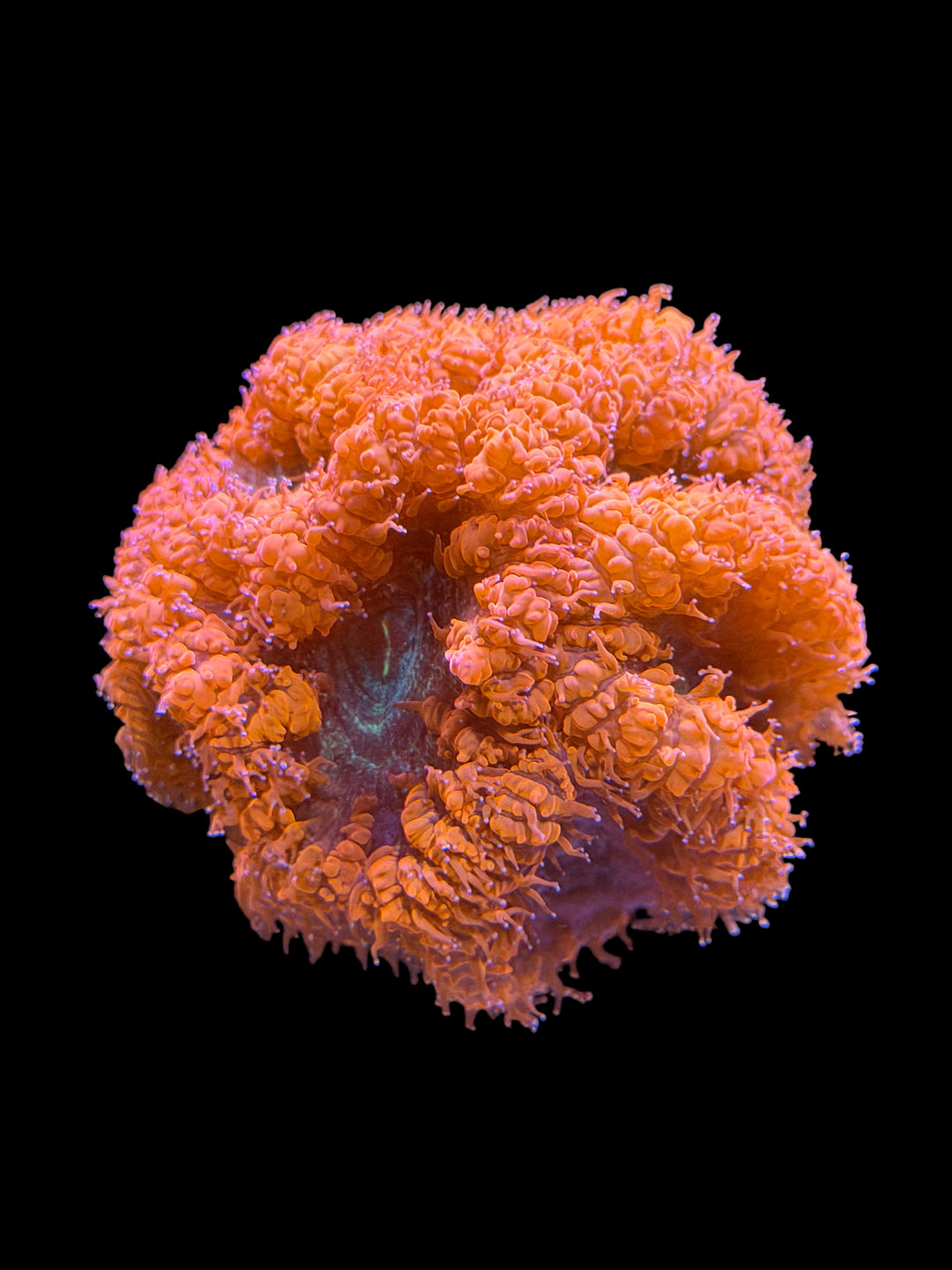Ultra Red Blastomussa - Large Colony - WYSIWYG