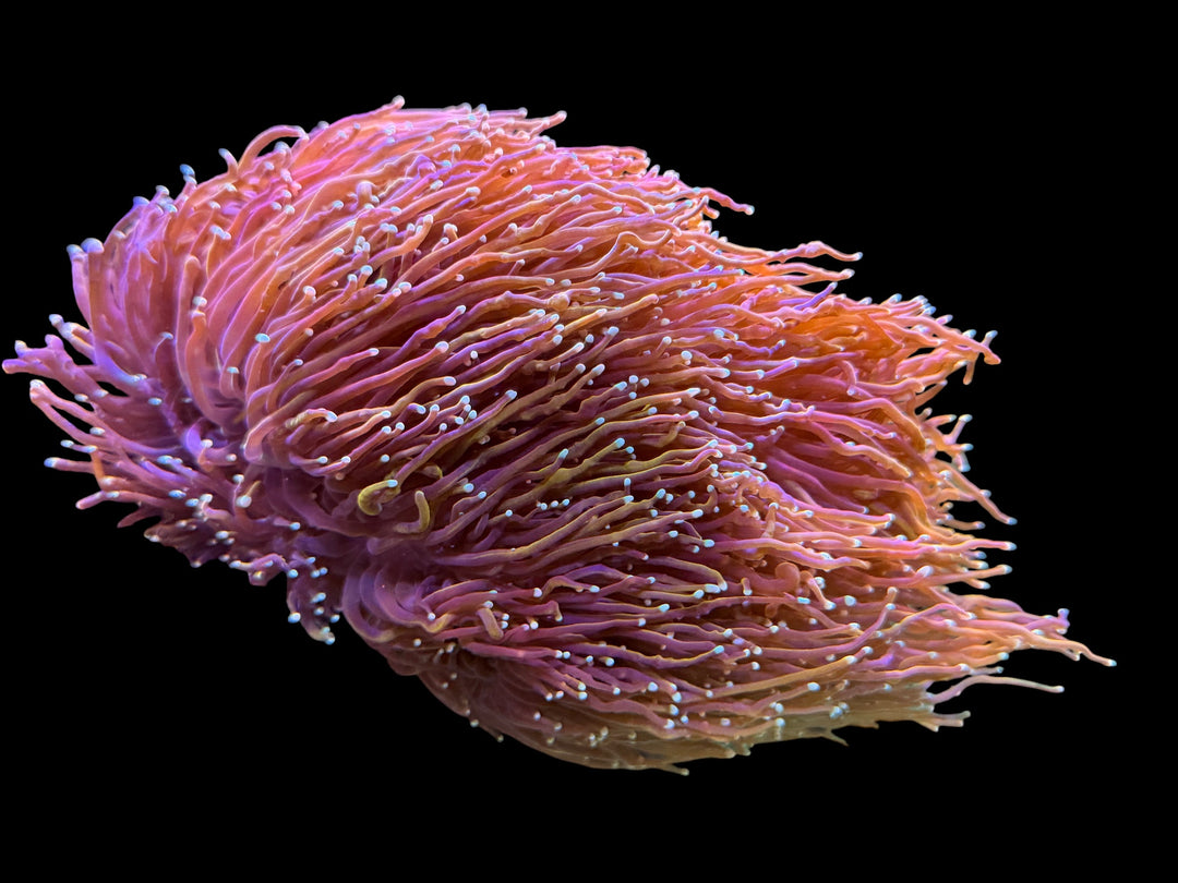 Gold Torch - XXL Colony - 15 Head - WYSIWYG