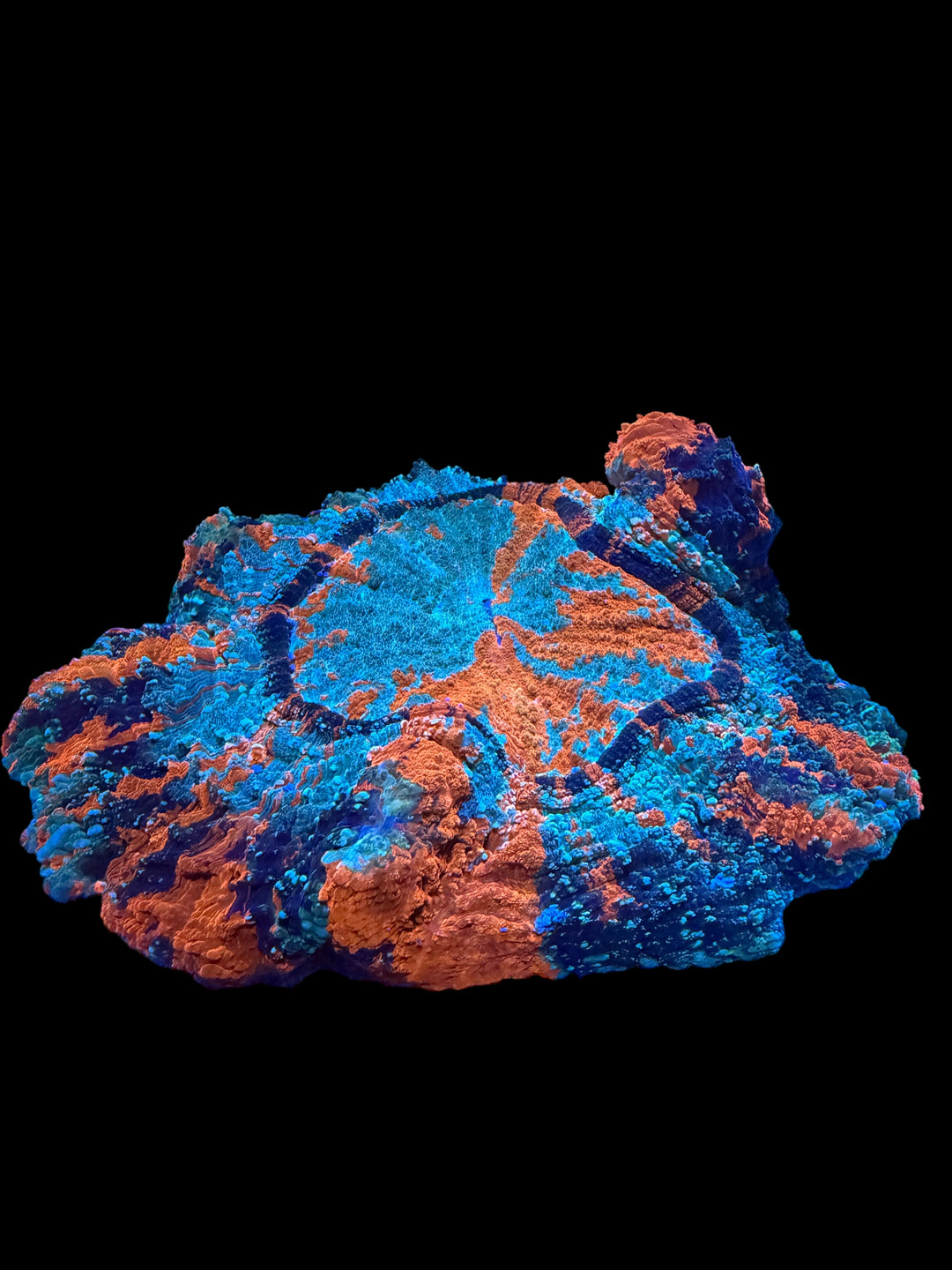 Rainbow Acanthophyllia - 7" Show Size - WYSIWYG