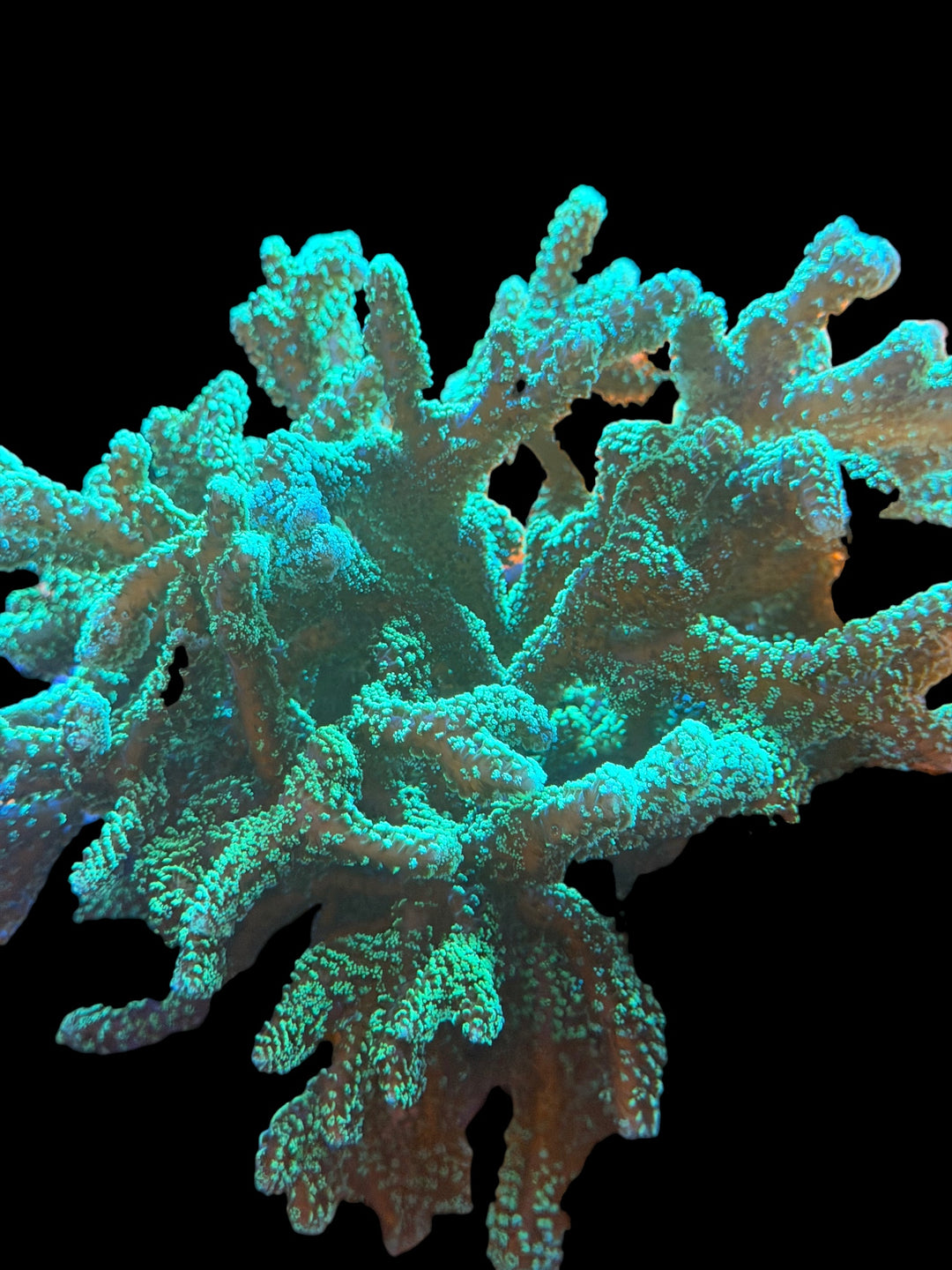 Orange Green Birdsnest - 1" Frag