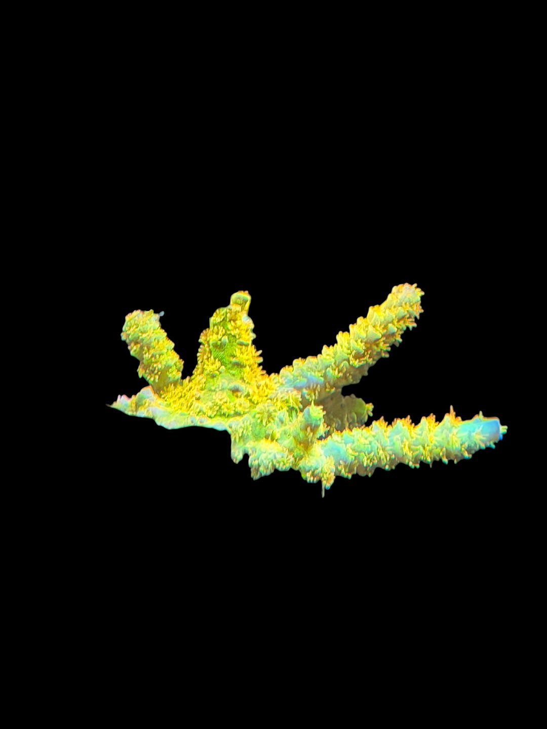 O2U Walt Disney Acropora - 3/4" to 1" Frag