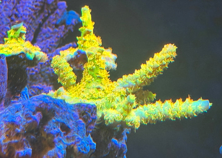 O2U Walt Disney Acropora - 3/4" to 1" Frag