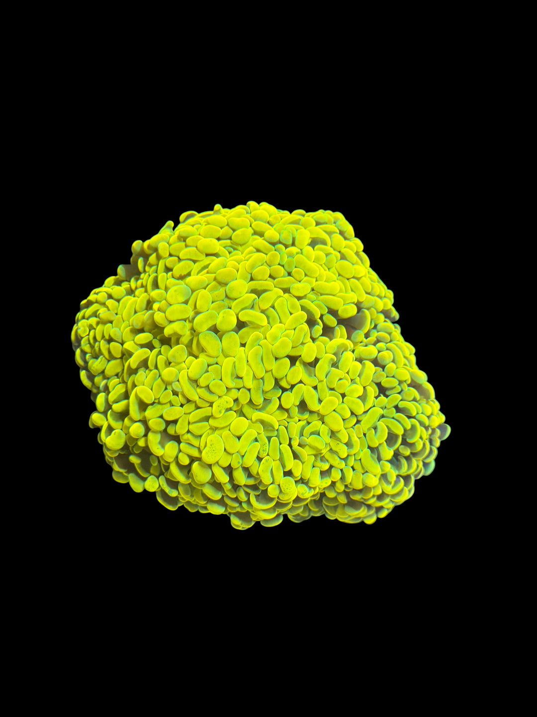 Australian Gold Hammer Coral - 20 Heads - WYSIWYG