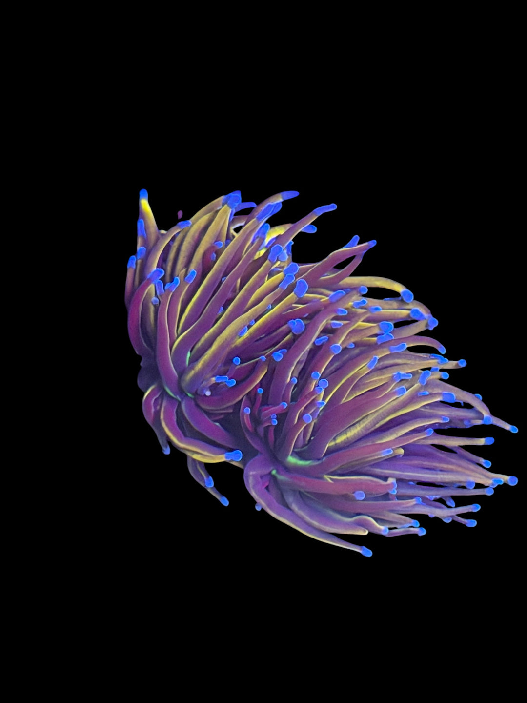 24k Gold Torch - 3 Head Frag - WYSIWYG
