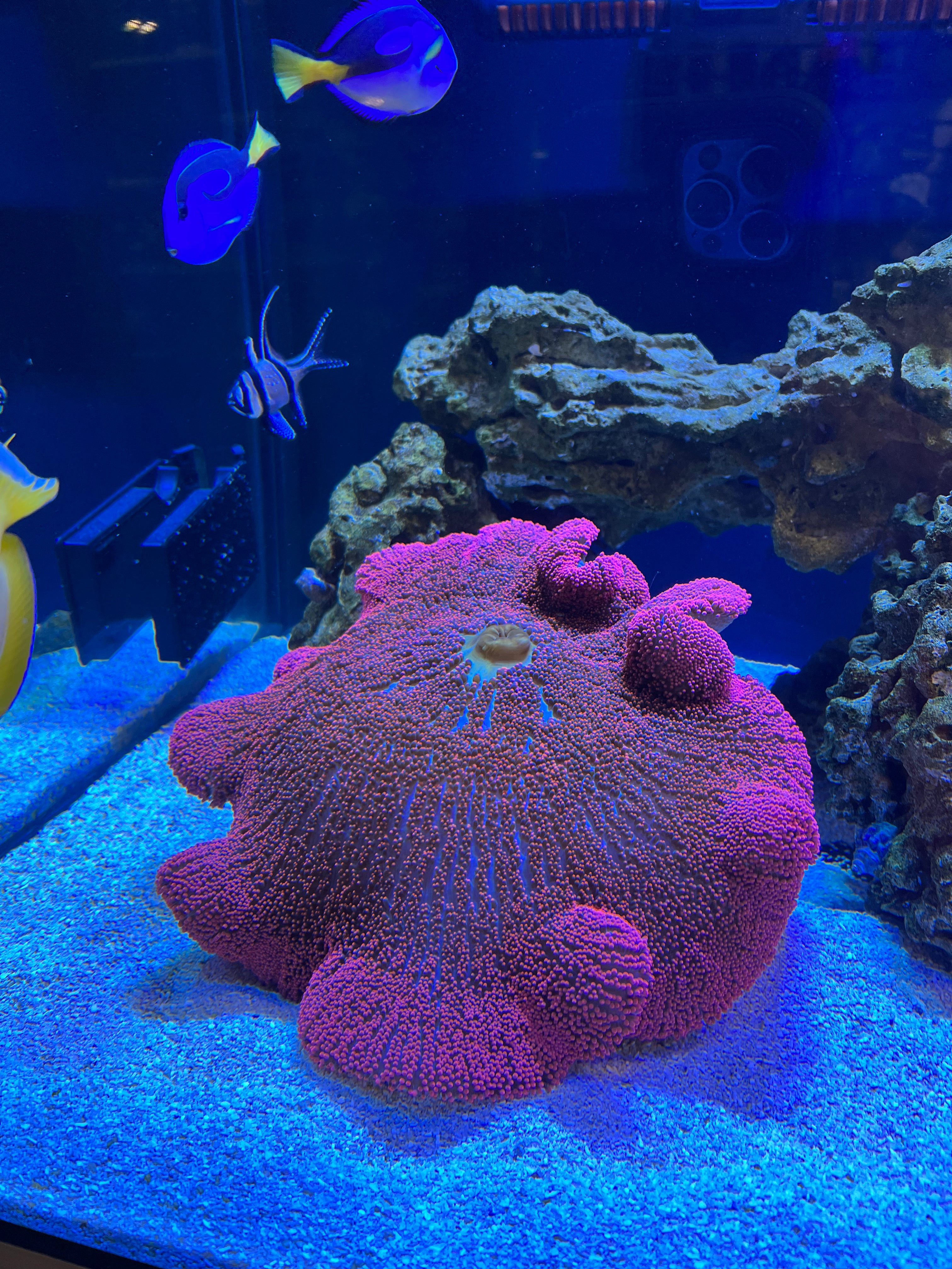 Haddoni Pink/Red Carpet Anemone XXL 10"