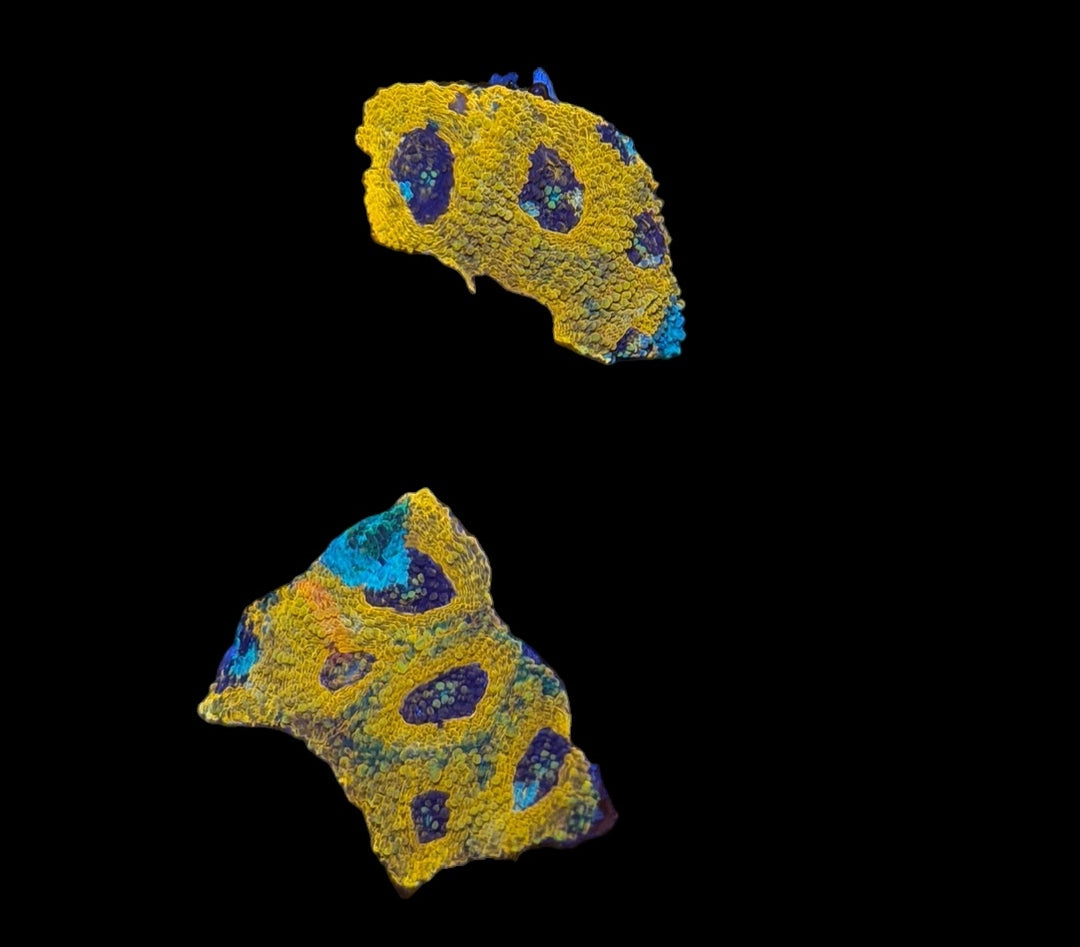Acan Echinata Frag - 1"