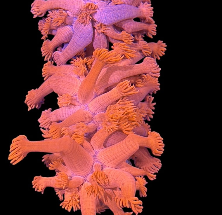Red Goniopora Frag - Z5 - WYSIWYG
