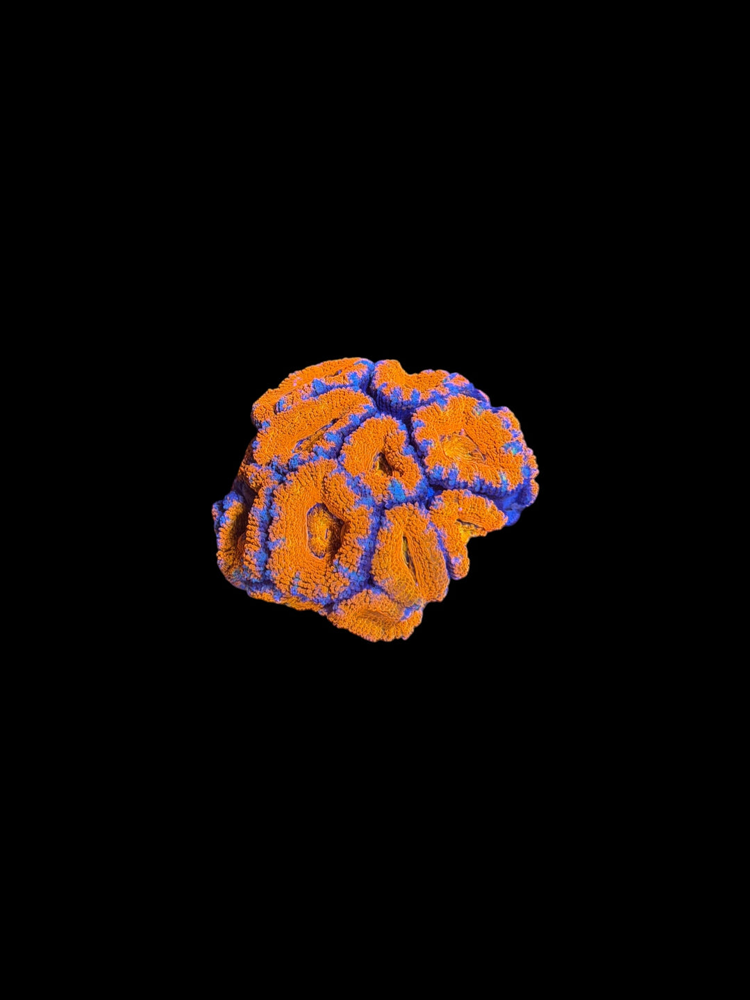 Rainbow Acan SM Colony - S4 - WYSIWYG