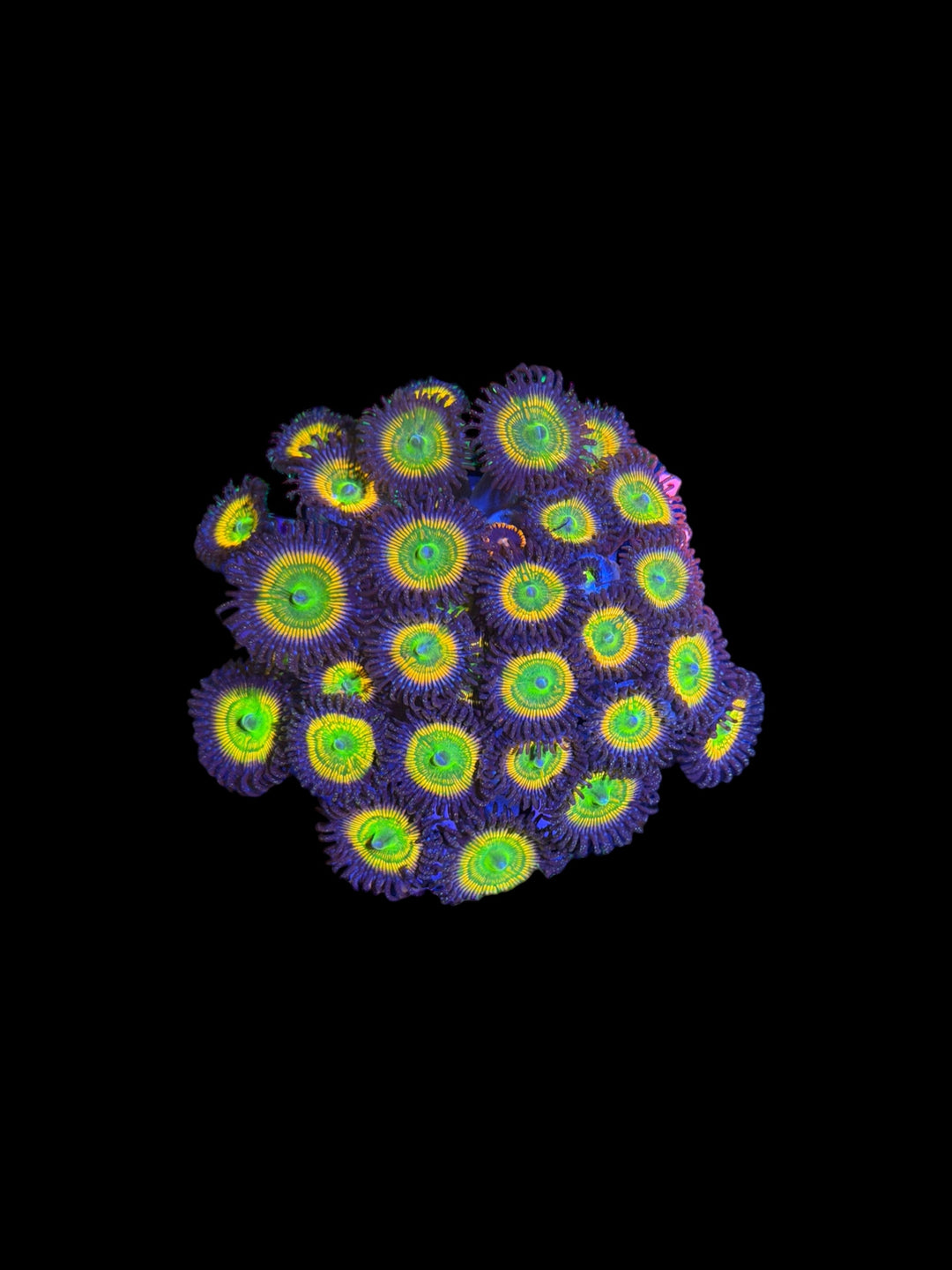 Sunny D Zoa ML Colony - S2 - WYSIWYG