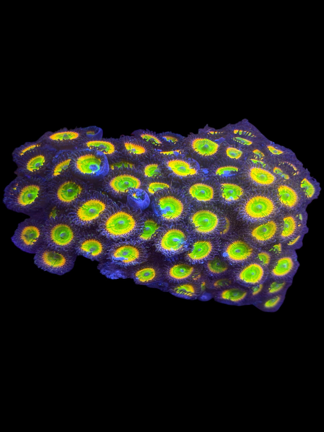 Sunny D Zoa XL Colony - WYSIWYG