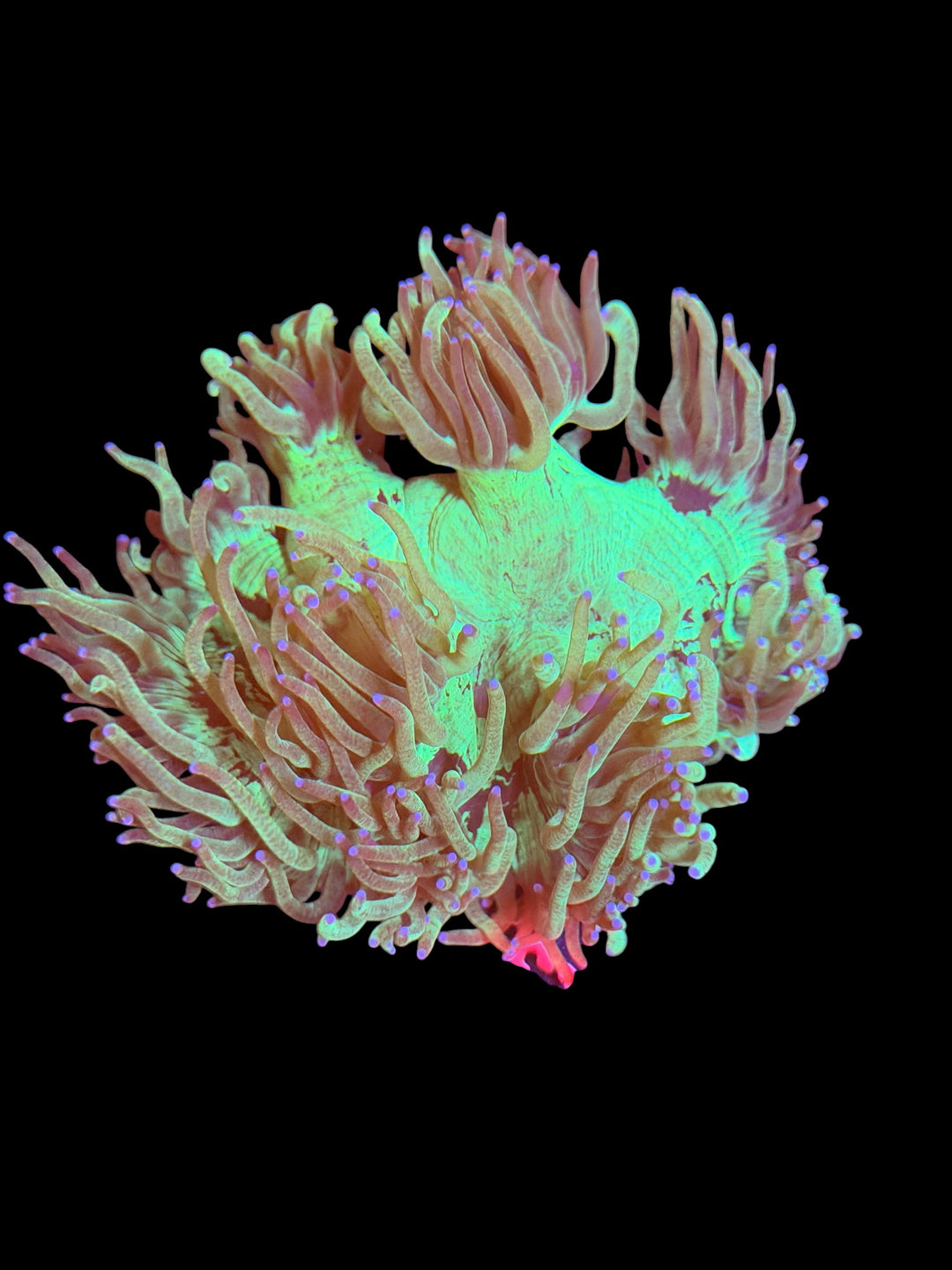 Elegance Coral - E3 - WYSIWYG
