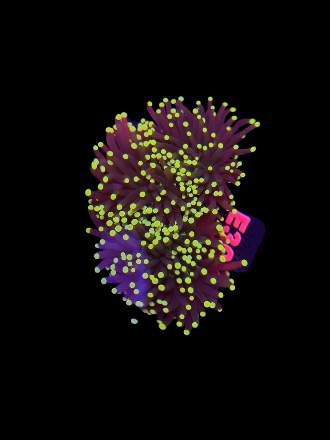 Black Light Torch - E30 - WYSIWYG