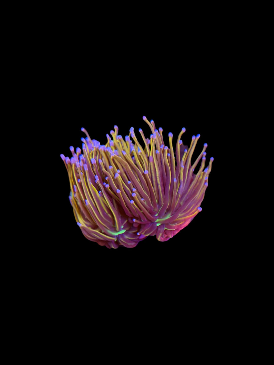Torch Coral - L28 - WYSIWYG