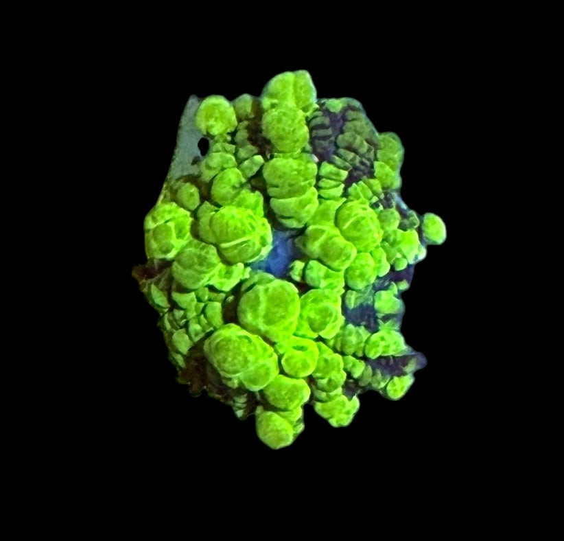 Uranium Bounce Mushroom - WYSIWYG