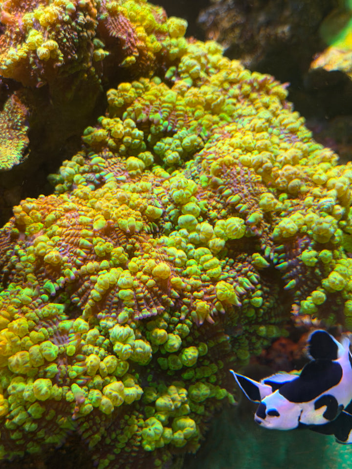 Uranium Bounce Mushroom - WYSIWYG